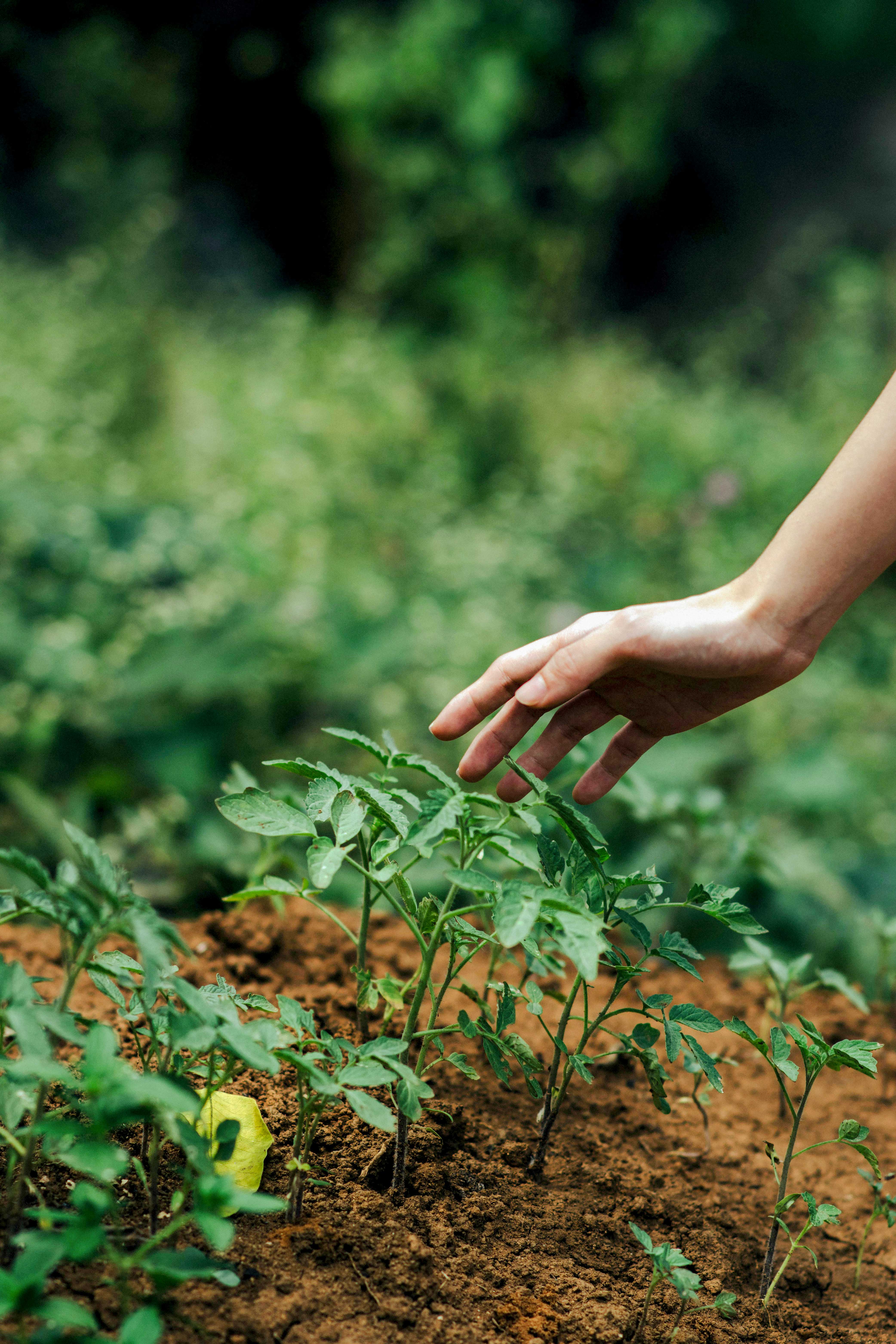 Gardening in Rego Park near CORE Rego, new luxury apartments in Queens NYC.