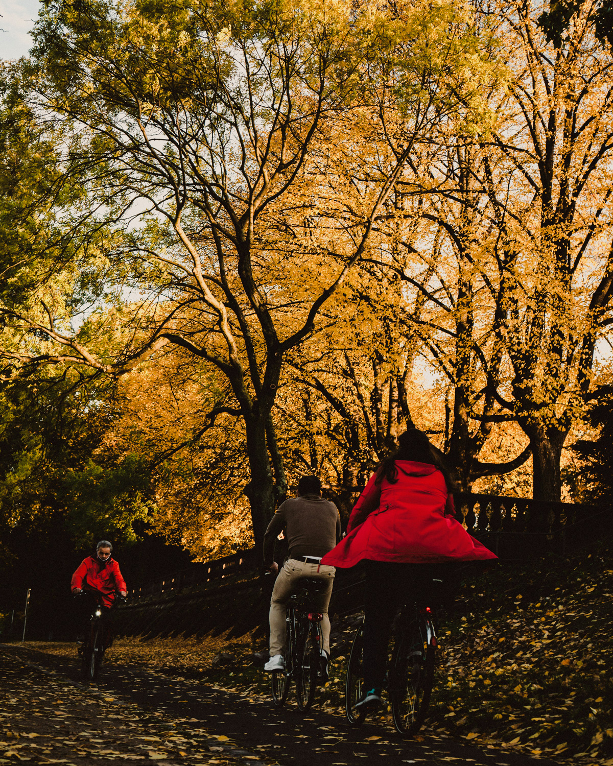 People biking through park with autumn foliage near CORE Rego NYC, new luxury apartments for rent in Rego Park.