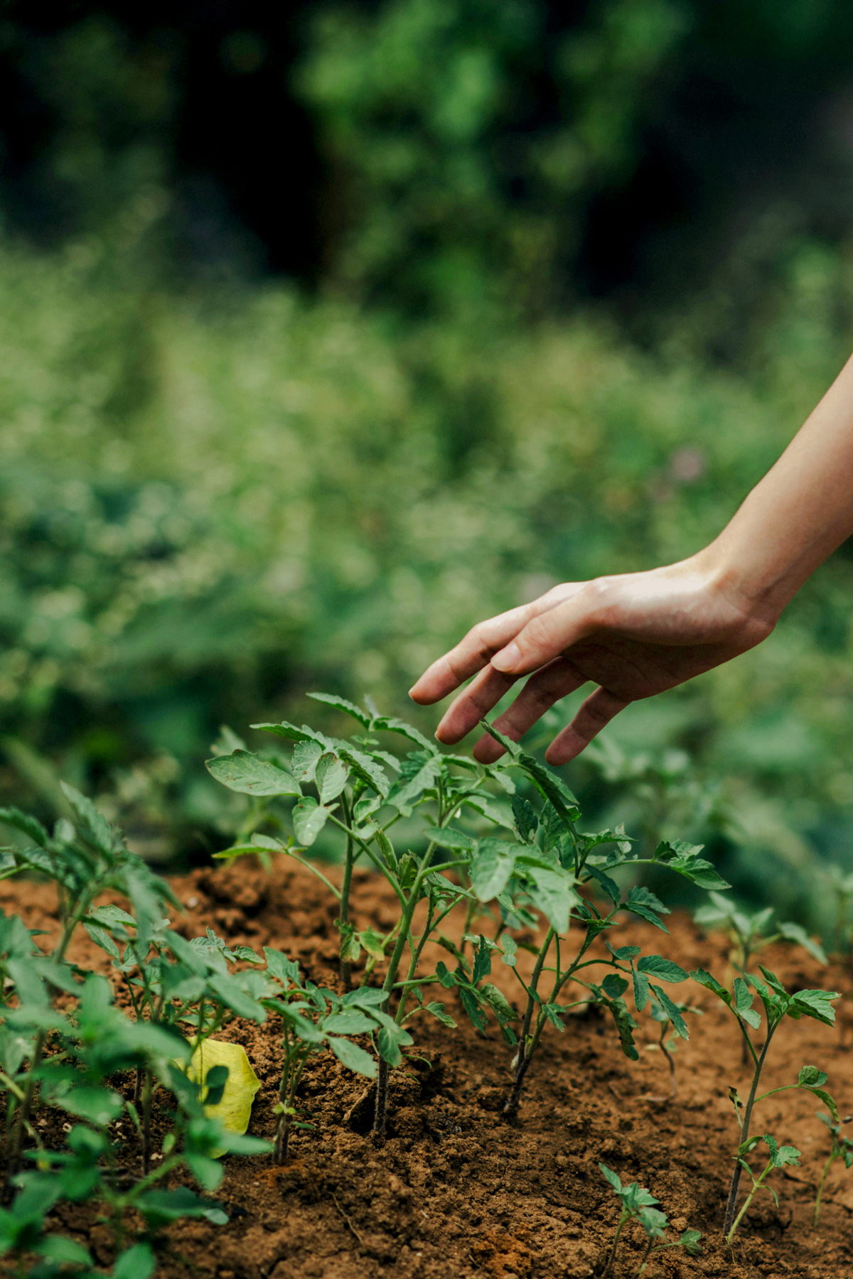 Gardening in Rego Park near CORE Rego, new luxury apartments in Queens NYC.