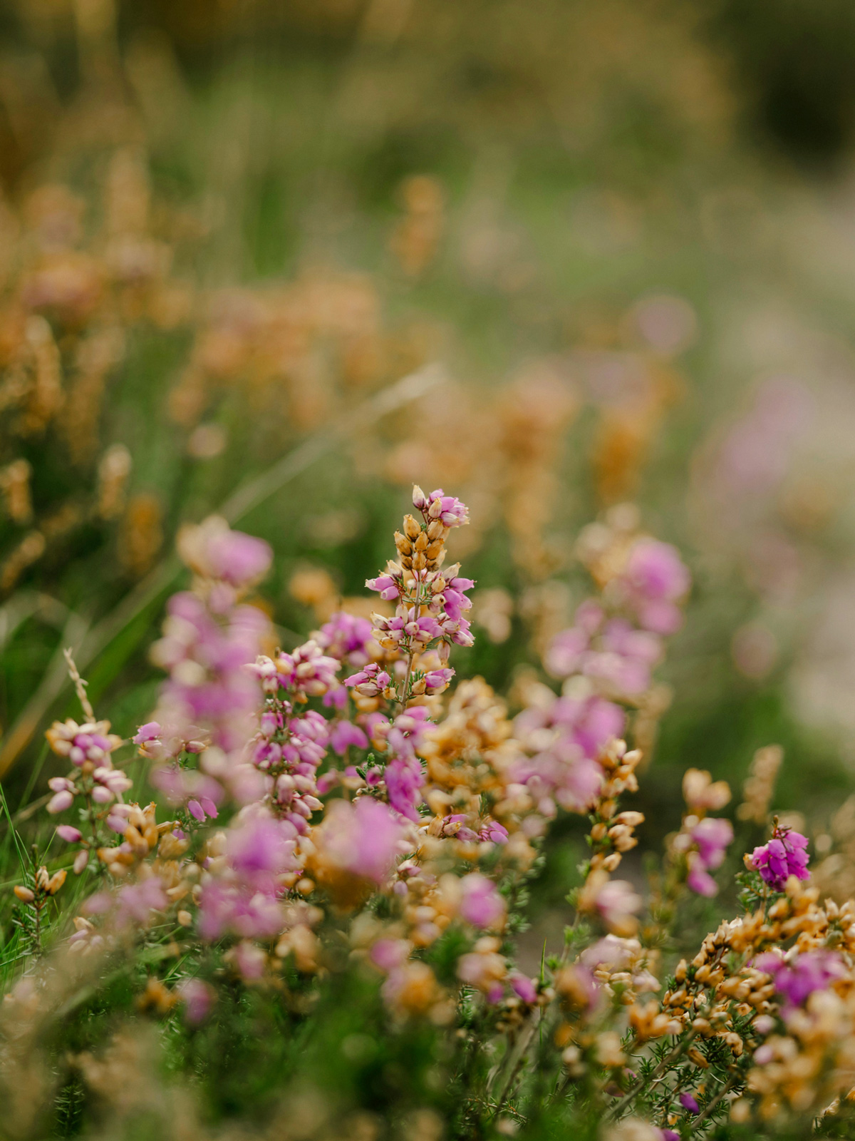 Pink flowers in bloom near CORE Rego, new luxury rentals in Rego Park, NY.