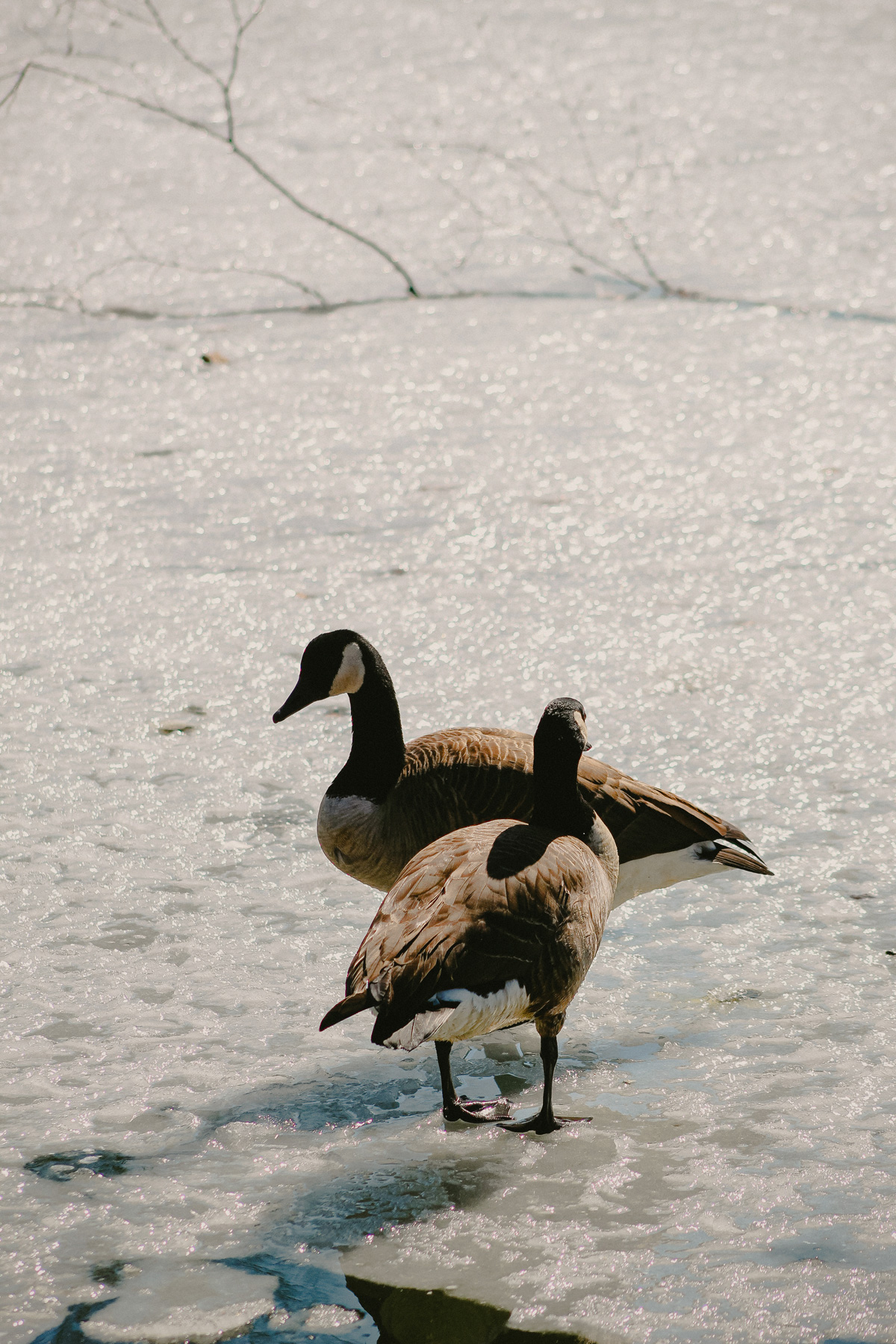 Geese in neighborhood park near CORE NYC, new apartments for rent in Rego Park, Queens.